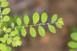 Muscarene Island leaf-flower